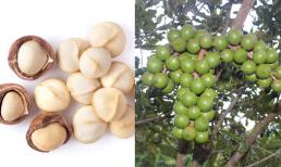 Loại hạt đắt đỏ bậc nhất thế giới, ở Việt Nam nhiều người săn lùng vô kể, bổ dưỡng 'vô đối'