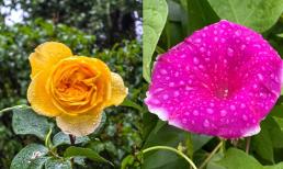 Trắc nghiệm tâm lý: Bạn không muốn nhìn thấy bông hoa bị ướt vì mưa, hãy kiểm tra lý do tại sao bạn có thể không vui