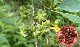 Loại hoa khô cực phẩm của Việt Nam biến thành hàng hiếm, thu về hơn 1.000 tỷ đồng chỉ trong 8 tháng