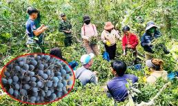 Loại quả '4 năm có 1' chín đen: Cả làng ồ ạt vào rừng hái kiếm gần nửa triệu đồng mỗi ngày