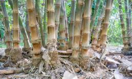 Tại sao Hoa Kỳ cấm trồng tre? Sau khi đọc bài viết này, tôi nhận ra rằng tre còn khủng khiếp hơn chúng ta nghĩ