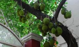 Loại cây càng trồng càng 'hốt lộc': Đừng dại chặt bỏ kẻo tiền tài tiêu tán, gia đạo lung lay