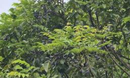 Một làng ở Bắc Ninh trồng loại cây 'càng hái càng ra tiền', quả tươi đang vào mùa được bán với giá 120.000 đồng/kg