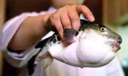 Loại cá này còn độc hơn gấp 275 lần Xyanua mà nhiều người vẫn chủ quan bắt về ăn