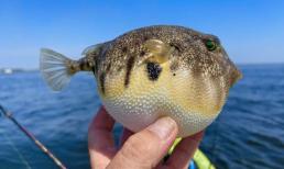 Loại cá độc hơn xyanua gấp 275 lần, nhiều người vẫn chủ quan bắt về ăn: Cẩn thận mất mạng như chơi!