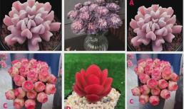 Trắc nghiệm tâm lý: Khám phá những đặc điểm ẩn giấu của cây mọng nước và tìm ra điều gì khiến bạn dễ bị ghen tị nhất