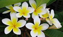 5 loại hoa tuy đẹp nhưng đừng 'dại' trồng trong nhà kẻo mời gọi vận xui, nghèo khó bám riết