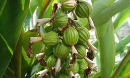 Loại hạt có giá hơn 2 triệu đồng/kg, đắt đỏ bậc nhất thế giới, ở Việt Nam trồng khắp nơi