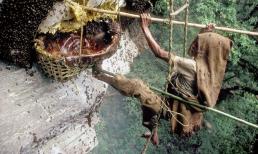 'Mật ong điên' là gì? Tại sao người ta phải liều mình trên vách đá hàng trăm mét để săn?