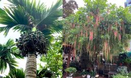 Trồng 4 loại cây này, con cháu hưởng phúc, cả nhà được bình an, cuối đời không phải lo nghĩ chuyện tiền bạc