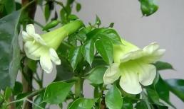 Làm thế nào để chăm sóc cây hạnh phúc? Hãy thực hiện 3 điều này để cây luôn đẹp, cành lá sum suê, nở hoa trổ lộc