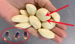 Đừng lo lắng nếu gián xuất hiện trong nhà! Hướng dẫn bạn cách diệt gián bằng một nắm tỏi, an toàn hơn thuốc trừ sâu