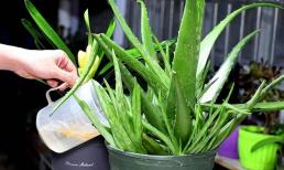 3 điều cần “kiêng kỵ” khi chăm cây nha đam để chồi mới nhiều và khỏe, lá mập và chậu hoa tươi tốt