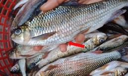 4 loại cá cho không cũng chẳng lấy, người bán lâu năm chia sẻ kinh nghiệm để tránh mua nhầm