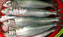 Một loại cá có giá bán rẻ như cho tại Việt Nam, chỉ vài chục nghìn/kg nhưng được chuyên gia Mỹ đánh giá 'tốt nhất thế giới'