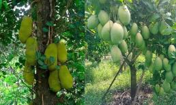 Trồng 4 loại cây này trước nhà giúp giữ vượng khí, tụ lộc trời ban, gia chủ phất lên như diều gặp gió
