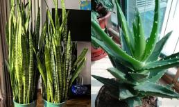 Người biết chơi cây yêu thích trồng 5 loại hoa có tác dụng hấp thụ 'khí thải', thải ra oxy và giúp ngủ ngon