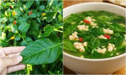 Món canh từ loại lá ít người biết, giàu canxi chẳng khác cải bó xôi hay cải xoăn