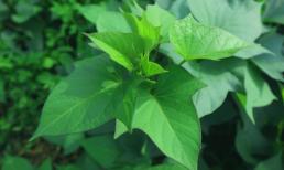 Ở Việt Nam có loại rau từng dùng cho heo ăn, nay được người Mỹ săn lùng như 'báu vật' với giá 1.000.000 đồng/kg