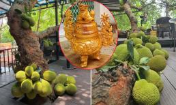 Người xưa hay lấy gỗ mít làm tượng thờ, xây đình chùa nhưng tuyệt đối không trồng cây mít trước nhà, lý do là gì?