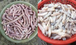 Loại đặc sản độc lạ, có cái tên 'nghe rùng mình', bề ngoài nhìn cũng 'phát khiếp' nhưng lại cực bổ dưỡng