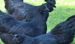 Người nông dân Quảng Ninh làm giàu nhờ nuôi giống gà đen như than, trứng bán 1 triệu/quả