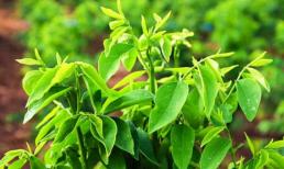 Loại rau cứ cắm xuống đất là xanh tốt, trước trồng làm hàng rào nay thành 'cây tiền tỷ'