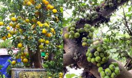 Tổ Tiên dặn: 'Trồng cây là gieo phúc', 5 loại cây nên trồng để dòng họ thịnh vượng, con cháu bình an