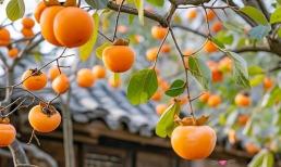 'Ngày 24 tháng 8 thật đáng sợ', ngày mai là ngày 24 tháng 8, có gì phải sợ chứ? Hãy xem tổ tiên chúng ta đã nói gì nhé