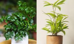 Trồng 1 trong 5 loại cây này: Người mệnh Thủy như có 'lá bùa phong thủy' giữ của, hút tài lộc về nhà