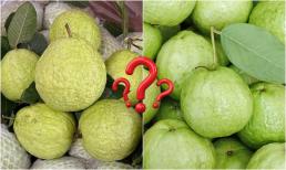 Mua ổi nên chọn quả sần sùi hay nhẵn mịn? 5 mẹo của trùm buôn hoa quả mách bạn chọn ổi ngon giòn ngọt lịm