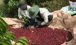 Giá một loại quả đang tăng cao, nhà vườn trả công 1 triệu/ngày vẫn không tìm đủ người hái