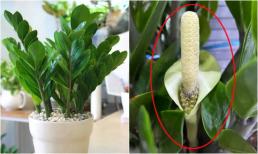 4 loại cây ra hoa là ám hiệu điềm lành, gia chủ sắp 'trúng số độc đắc', giàu ú ụ