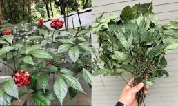 Loại lá chỉ có duy nhất ở Việt Nam, đắt đỏ bậc nhất thế giới: Giá lên tới 150 triệu đồng/kg