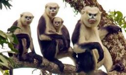 Loài động vật quý hiếm bậc nhất thế giới chỉ xuất hiện tại Việt Nam, hiện còn khoảng 200 cá thể