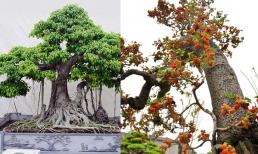 Tổ Tiên căn dặn: 'Đừng trồng cây dữ trước nhà, lộc tới cửa cũng hóa hư không', cây dữ ở đây là cây gì?