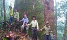 Việt Nam sở hữu loại cây gỗ quý được mệnh danh là 'báu vật' 2.000 năm tuổi, cao hơn 70m, phải 20 người ôm mới xuể