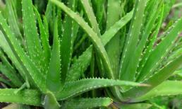 Loại cây cảnh được xem như 'báu vật xanh', trồng 1 cây trong nhà giúp thanh lọc năng lượng xấu, mang lại thịnh vượng