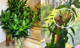 Cây phát lộc thủy canh 'kị đặt' 3 nơi trong nhà, nếu không lá cây sẽ luôn vàng úa