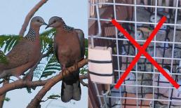 Chim cu ngói không phải loài quý hiếm, tại sao tàng trữ lại bị phạt?
