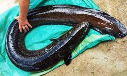 Loài cá tại Việt Nam được ví như 'linh dược của đàn ông', giá có thể lên tới 4 triệu/con, muốn mua phải đặt trước