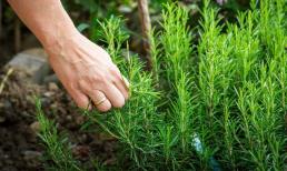 Loại cây cảnh tại Việt Nam cực tốt cho sức khỏe, được nghiên cứu điều trị bệnh gây tử vong cao thứ 7 thế giới