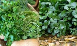Loại rau rẻ tiền tại Việt Nam giữ ngôi vương rau xanh, được CDC Mỹ đánh giá 'tốt nhất thế giới', hiện đang vào mùa