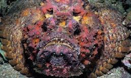 Loài cá xấu xí nhất Việt Nam: Là đặc sản trứ danh một vùng