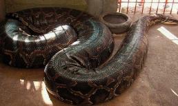 Loài rắn dài nhất thế giới: Ở Việt Nam cũng có, từng ghi nhận cá thể đạt gần 10 mét