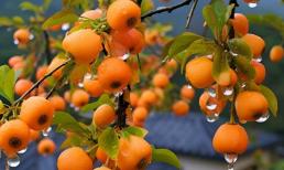 Người xưa có câu: 'Nếu ngày 15 tháng 9 mà trời nắng thì ngay cả góa phụ cũng lo lắng'. Vậy hôm nay, ngày 15 tháng 9 trời nắng thì có nghĩa là gì?