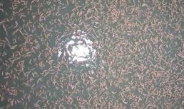 Người dân rọi đèn bắt 'lộc trời' xuất hiện lúc nửa đêm, giá 400.000 đồng/kg vẫn đắt hàng