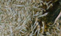 Loài tôm chịu nhiệt kinh khủng nhất thế giới: Sống trong miệng núi lửa có nhiệt độ trên 450 độ C, tại sao không bị nấu chín?