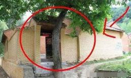 Làm gì nếu có một cây lớn hoặc cột điện trước nhà? Hiện tượng này được gọi là 'ác quỷ đâm thủng đất'! Cách hoá giải như thế nào?