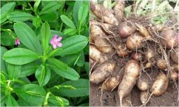 Loại cây được ví như “nhân sâm của người nghèo”, điều trị xương khớp, hạ đường huyết cực hiệu quả